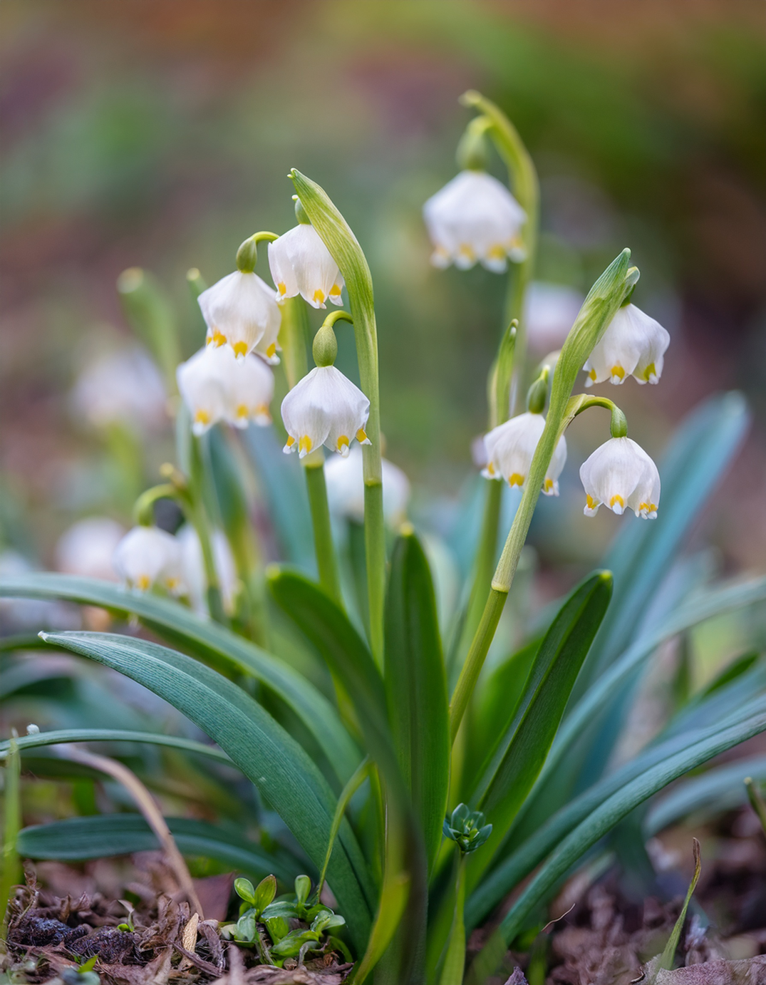 Leucojum aestivum