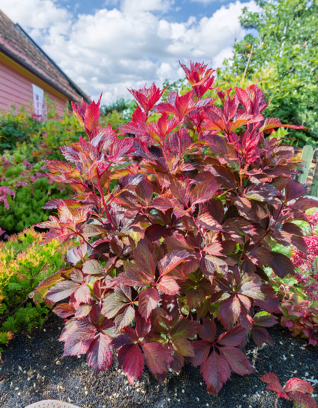 Ninebark shrub