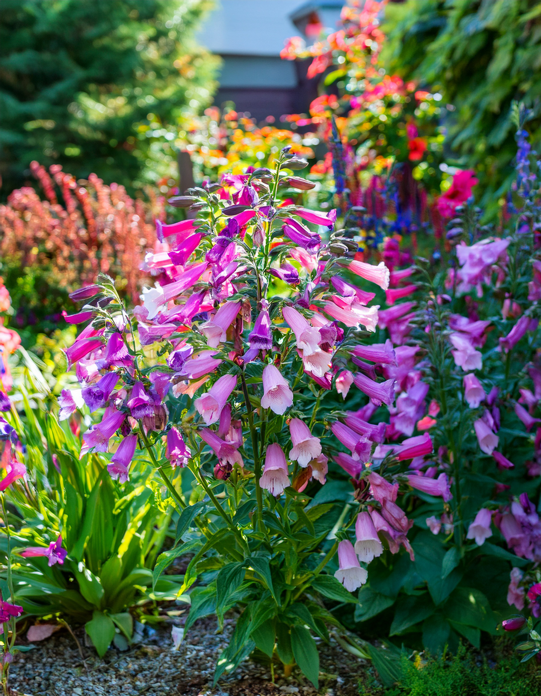Penstemon