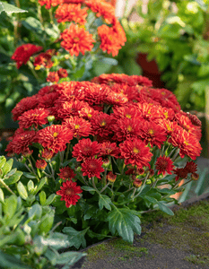 Red Mums