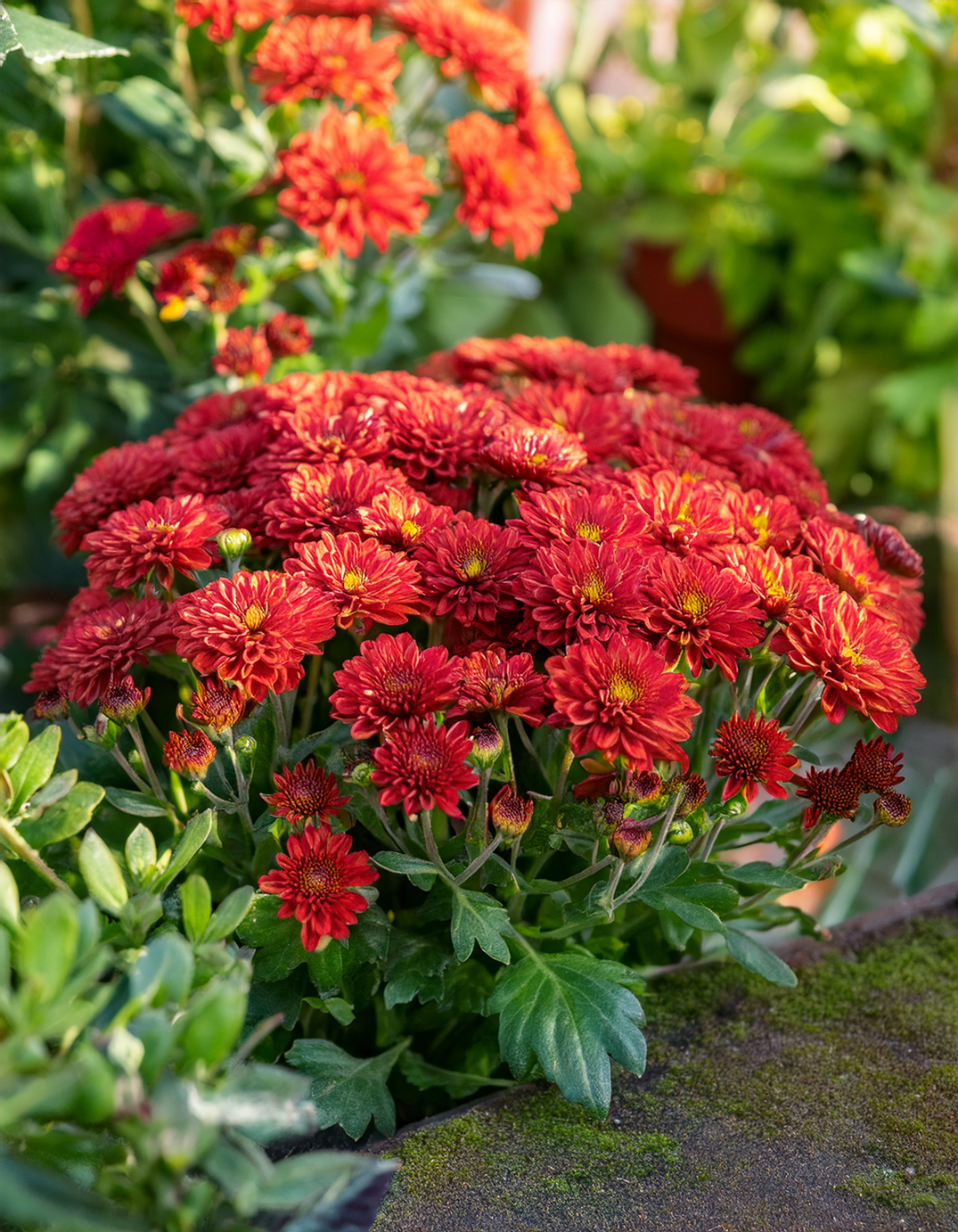 Red Mums