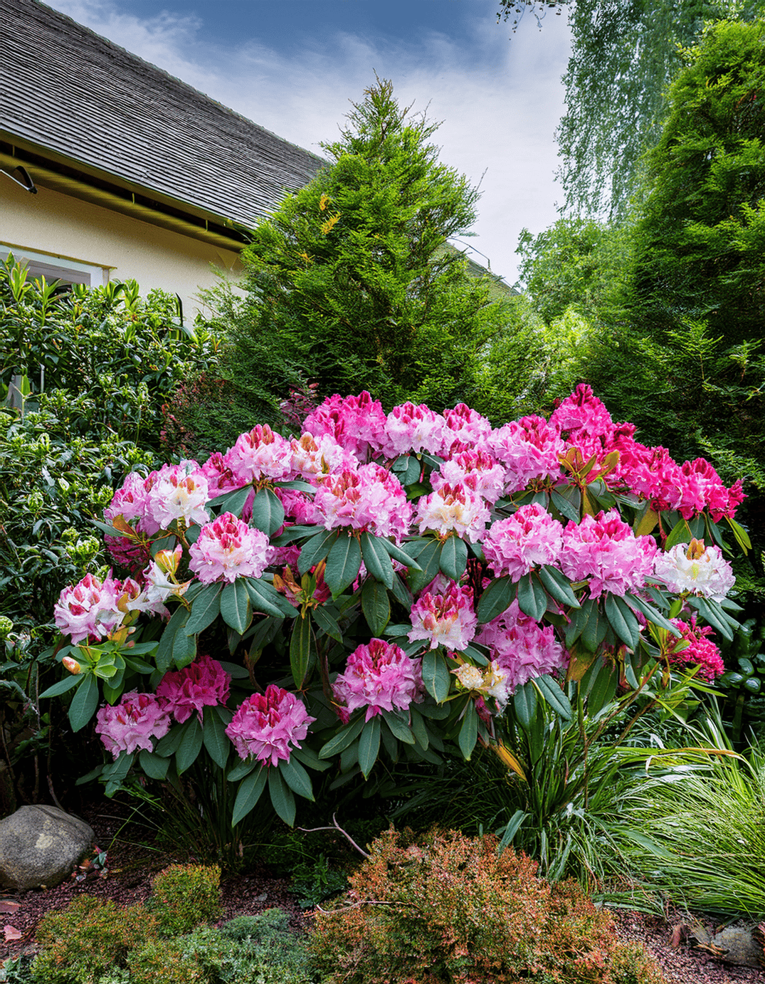 Rhododendrons bush