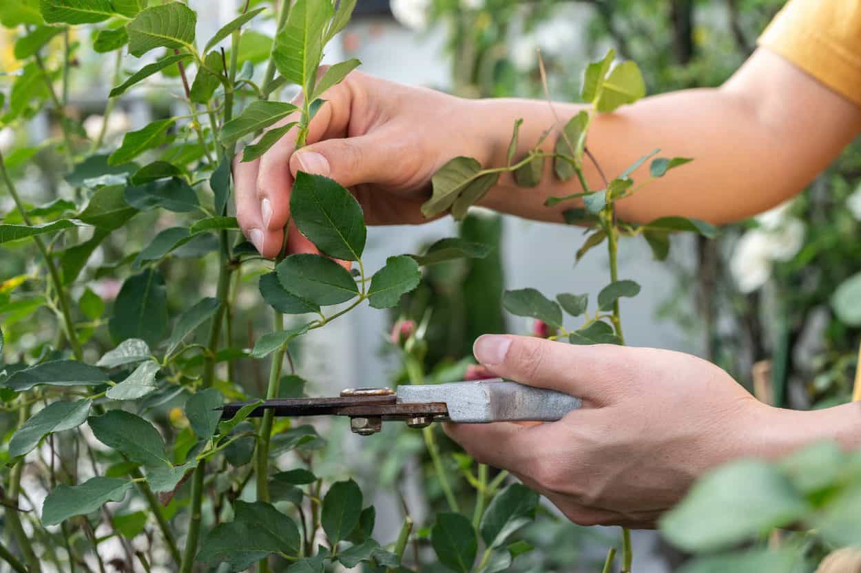 Rose bush propagation