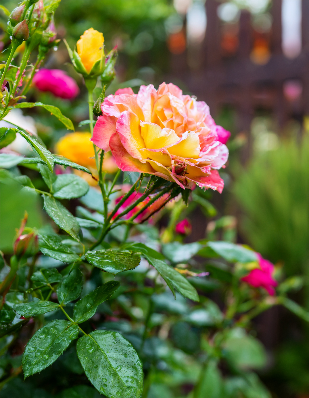 Rose bush