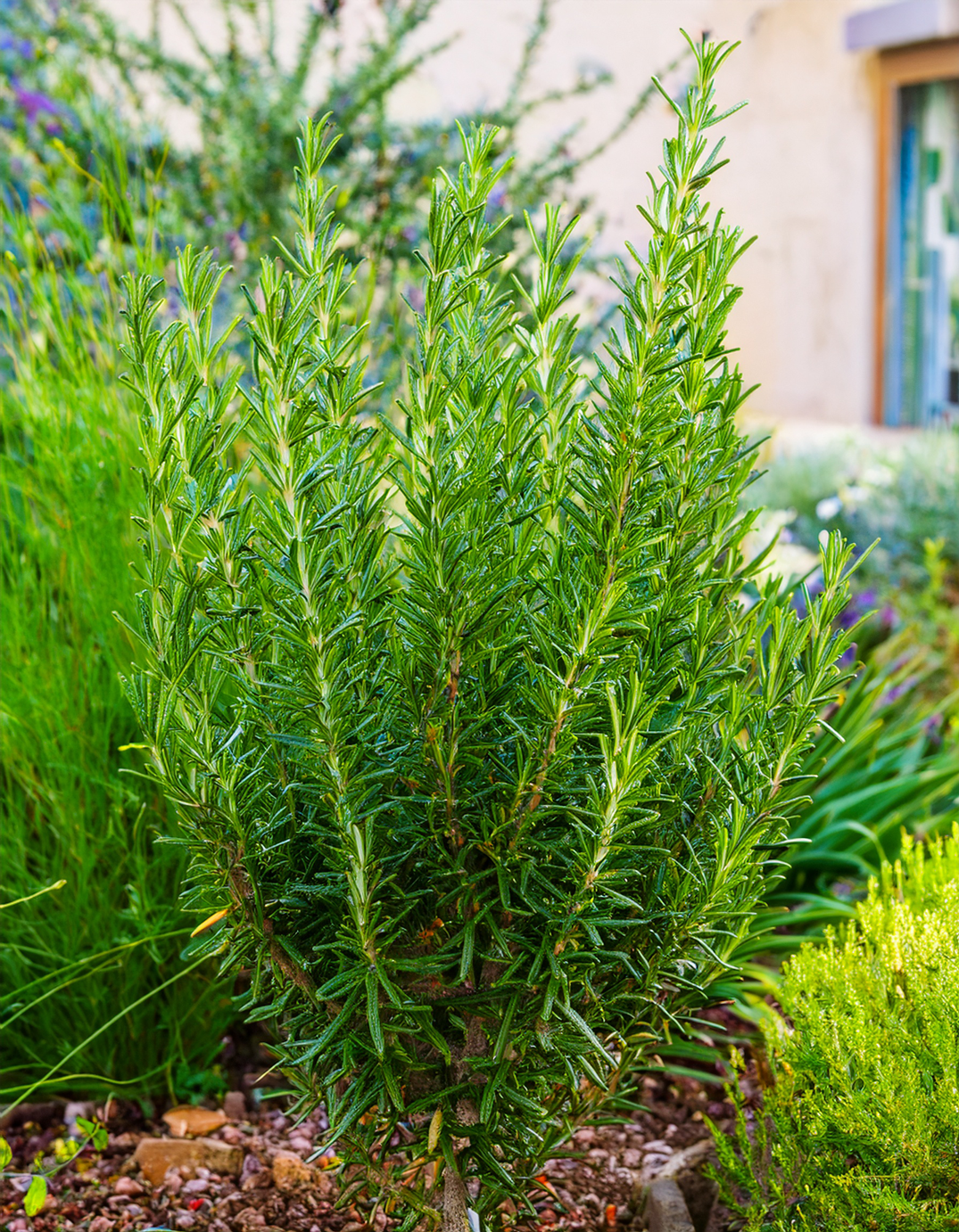 Rosemary