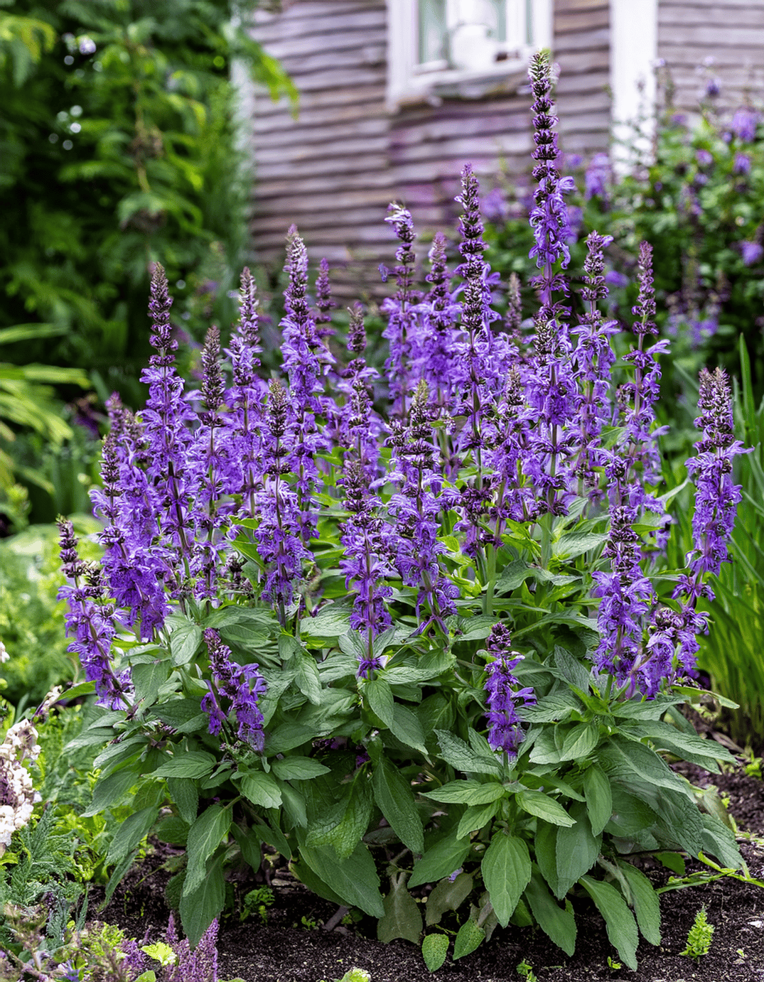 Russian sage