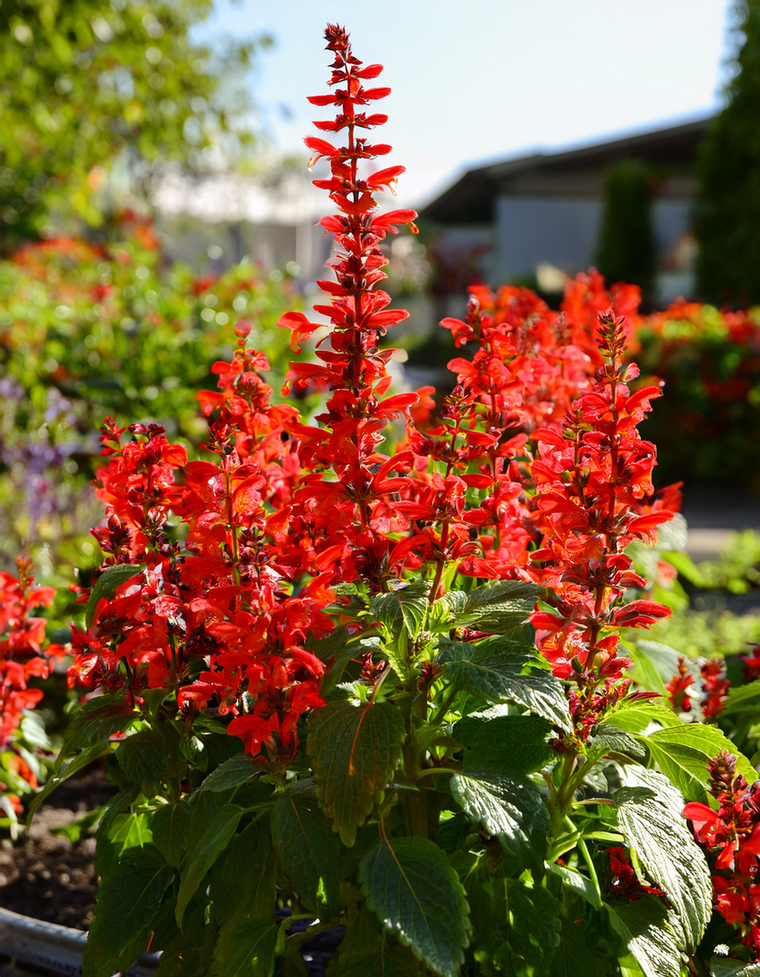 Salvia