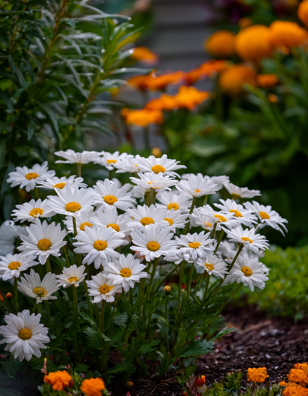 Shasta daisies