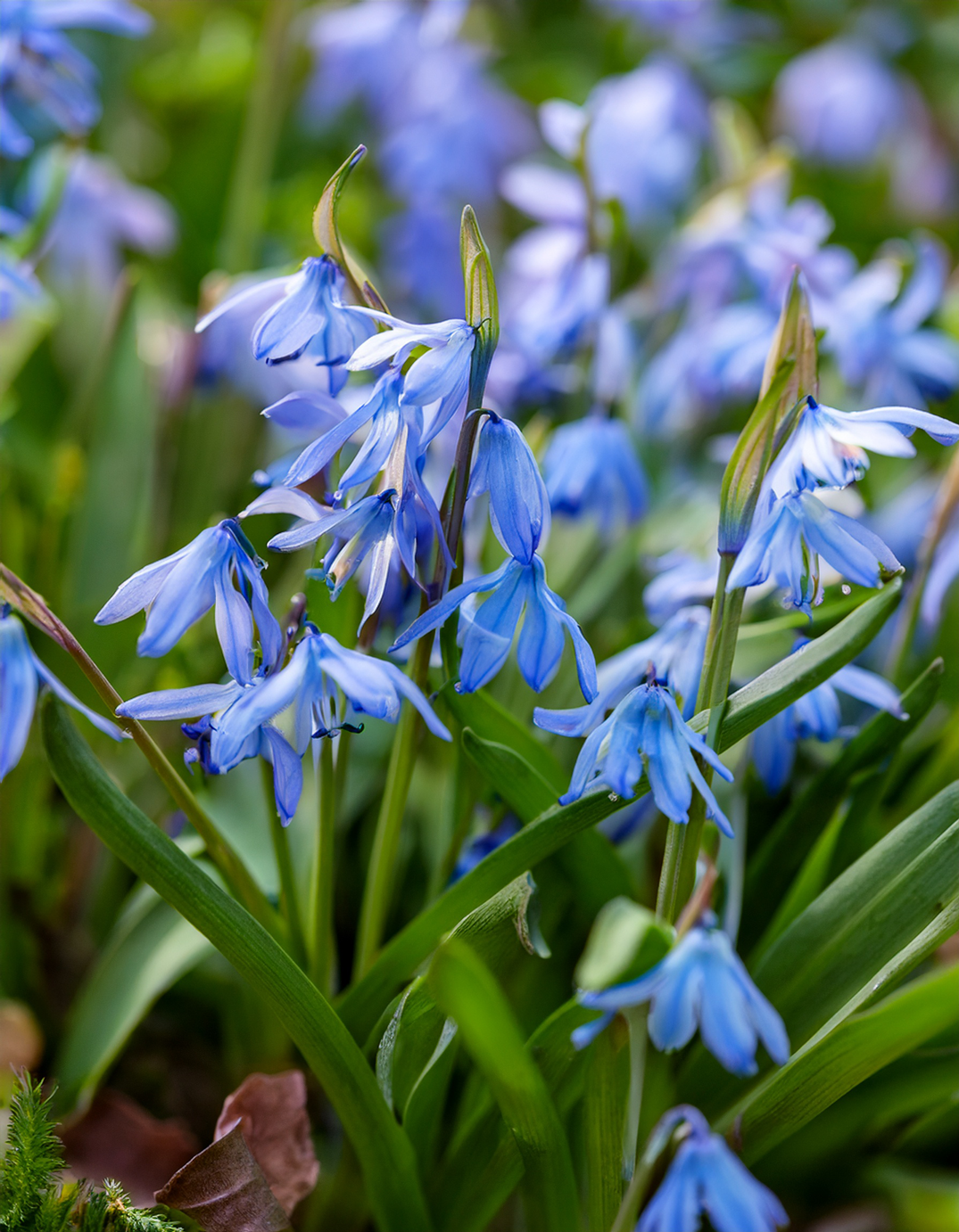 Siberian squill