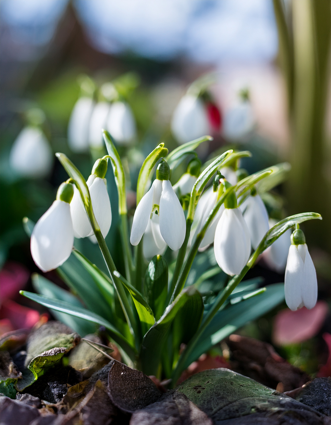Snowdrops