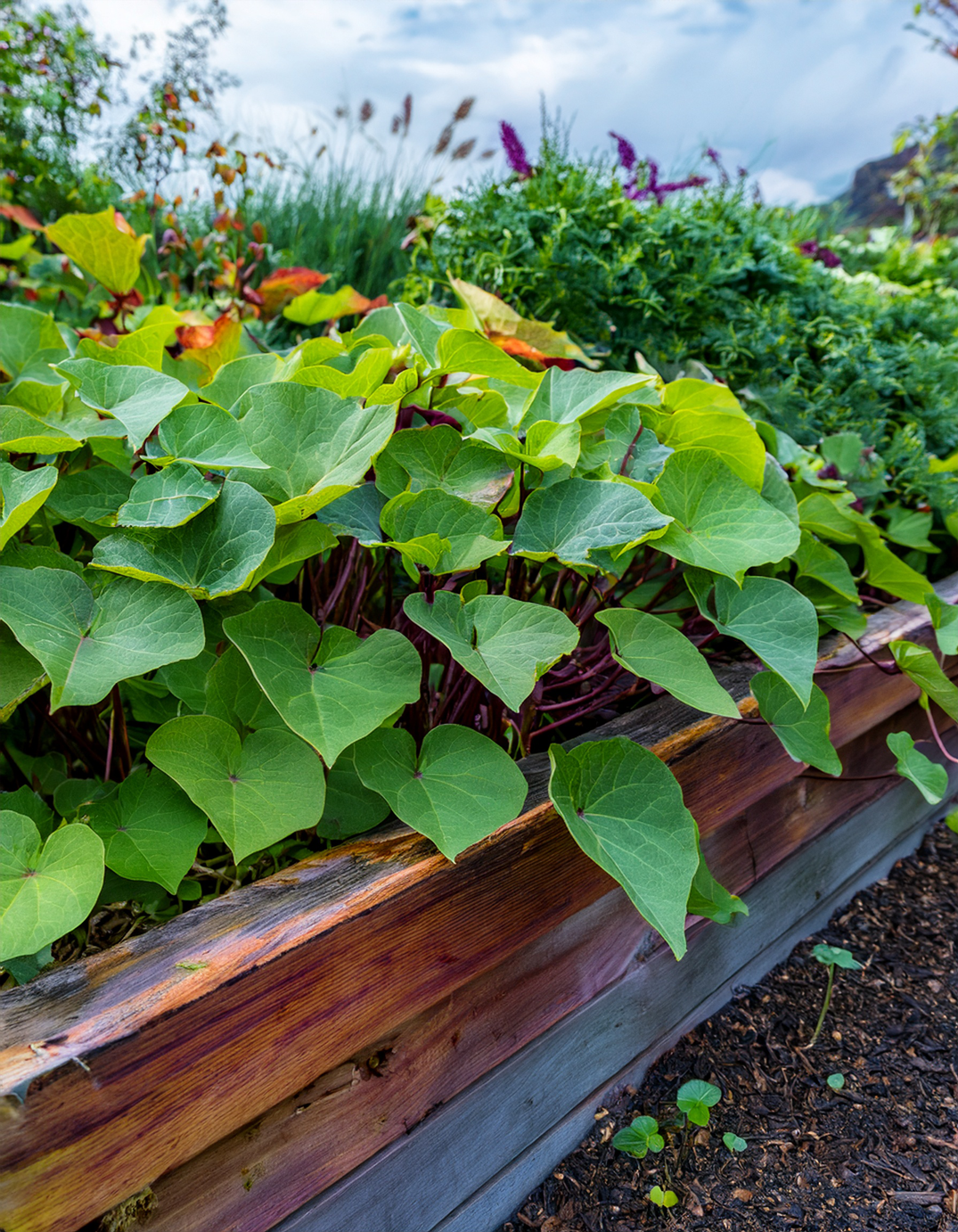 Sweet Potato Vine plant growing in a raised bed