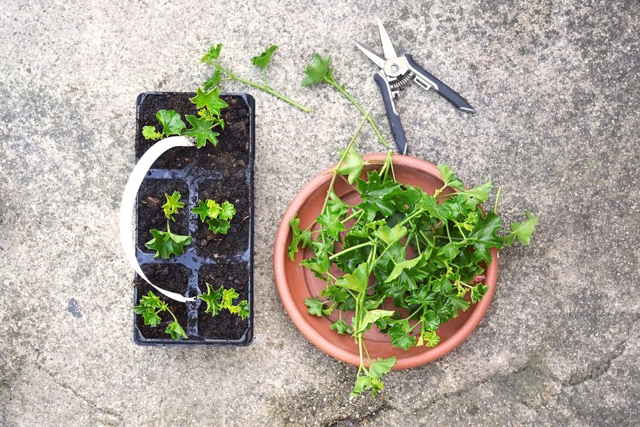geranium cuttings