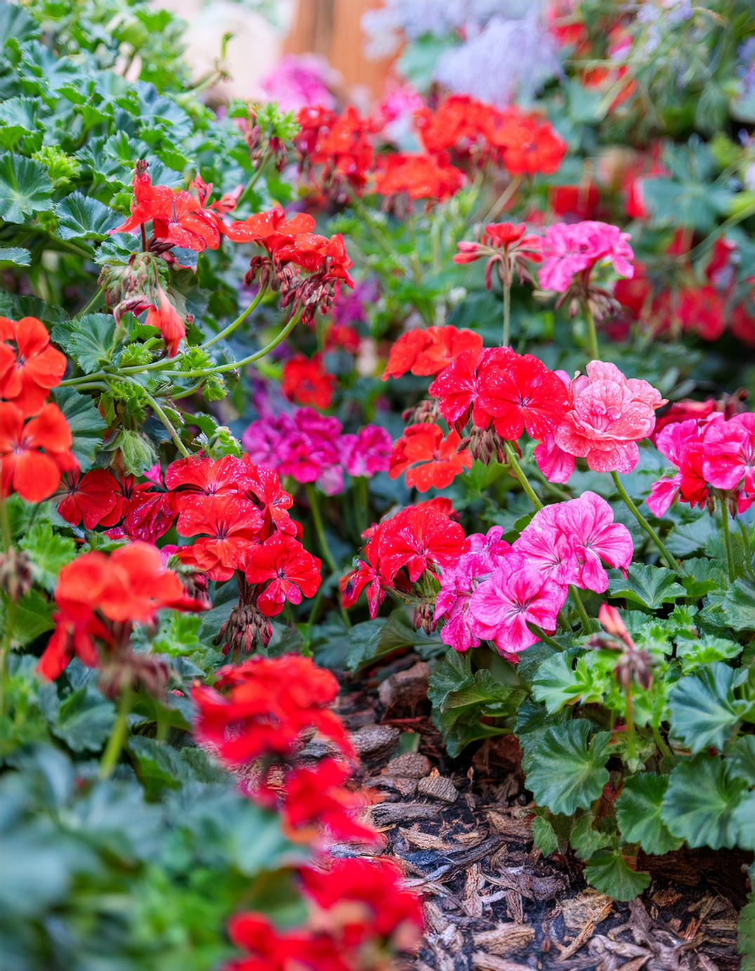 geranium flowers