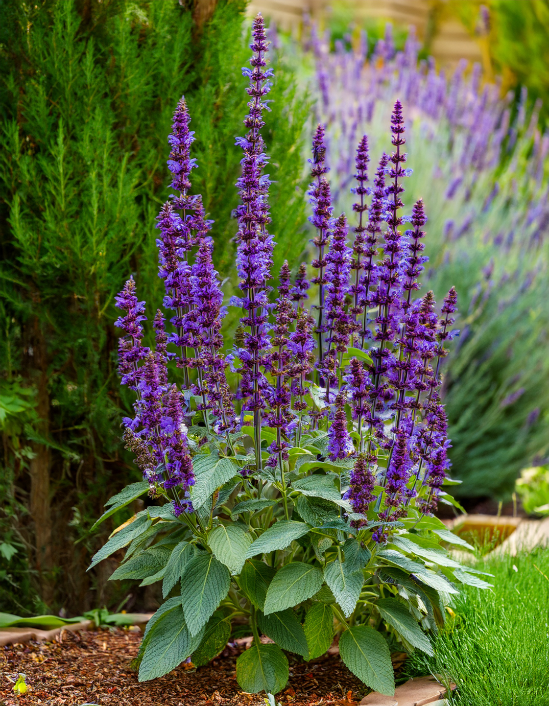 purple Salvia