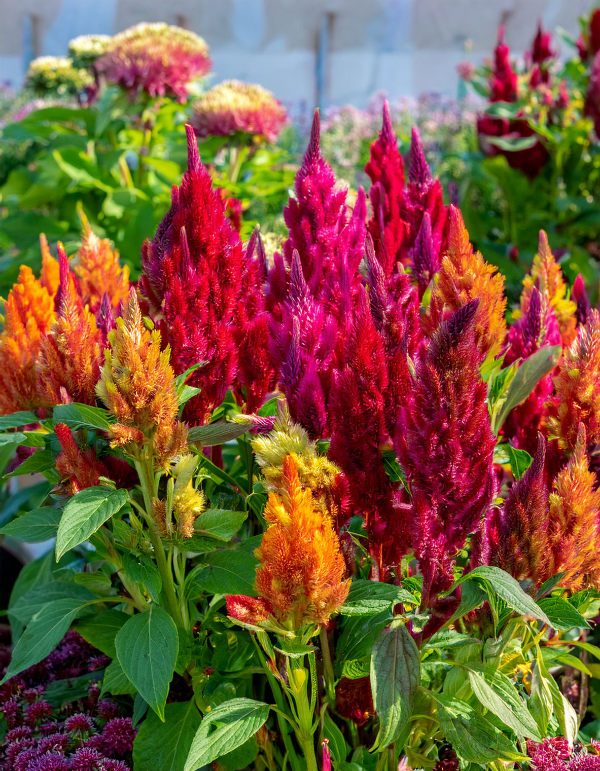 Celosia