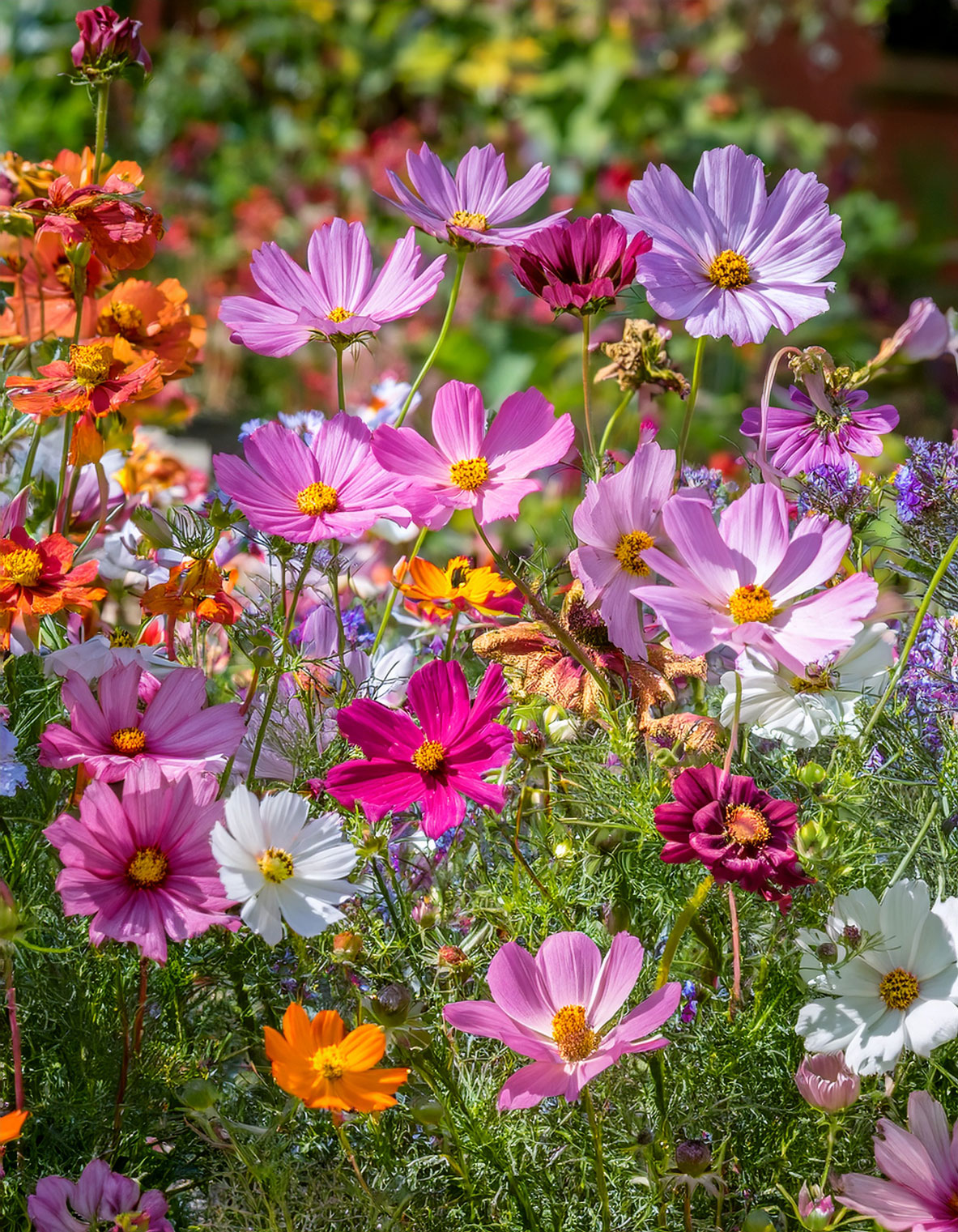 Cosmos