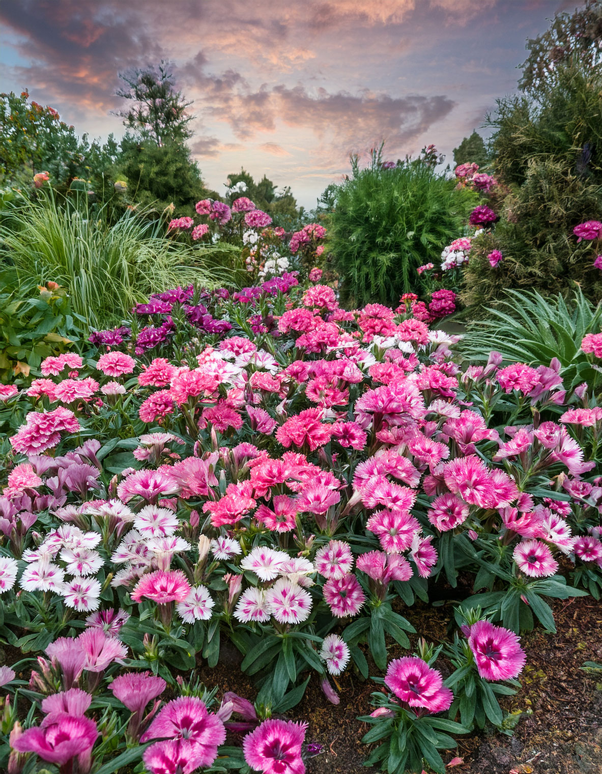 Dianthus flowers