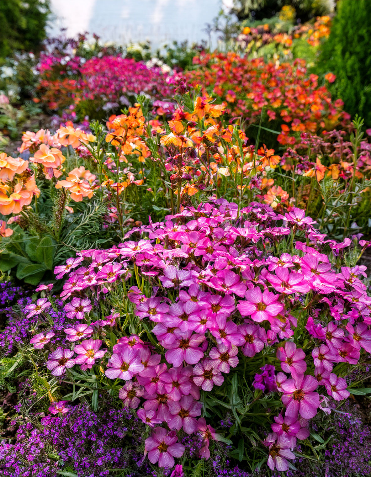 Diascia flowers