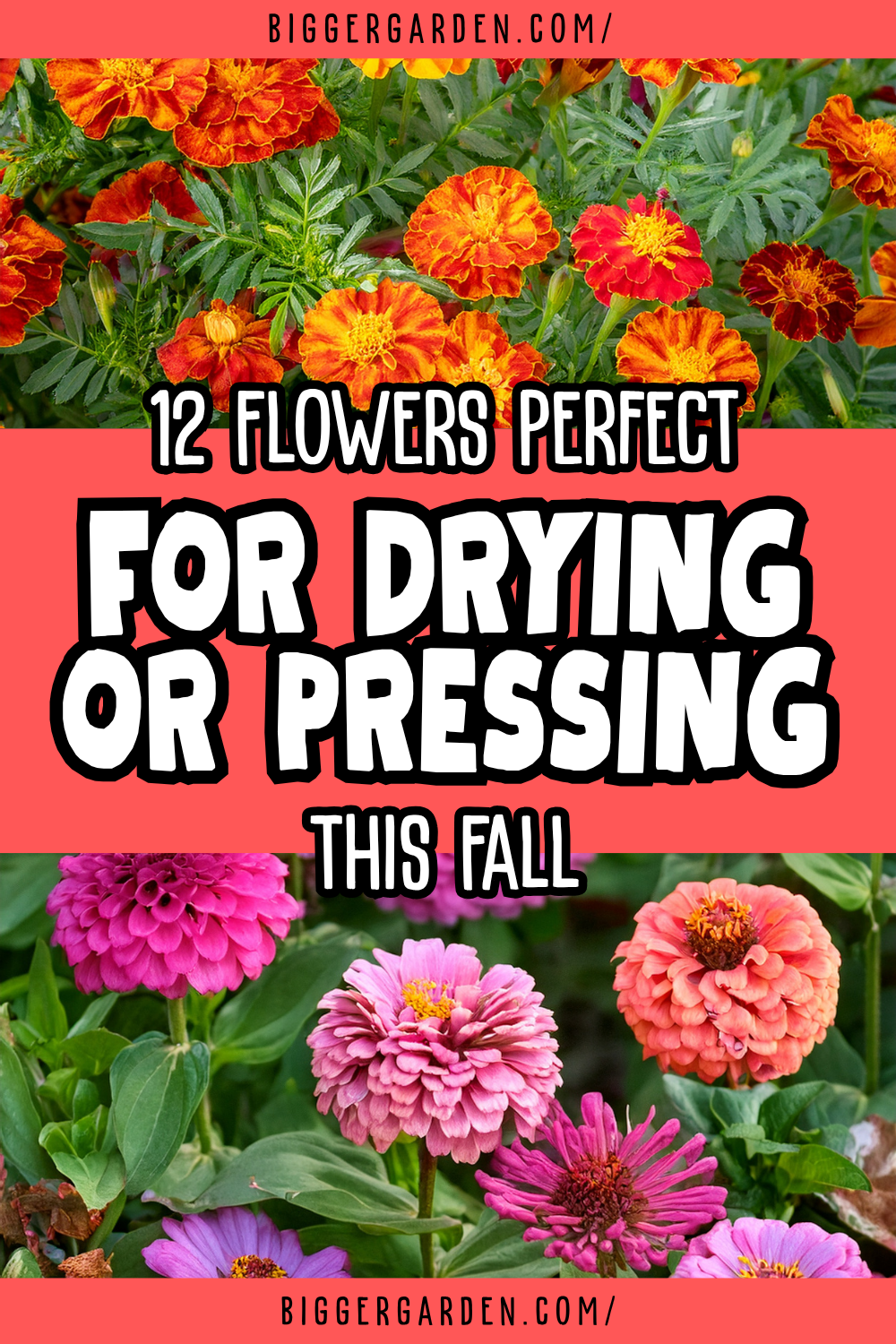 Flowers to dry or press in fall