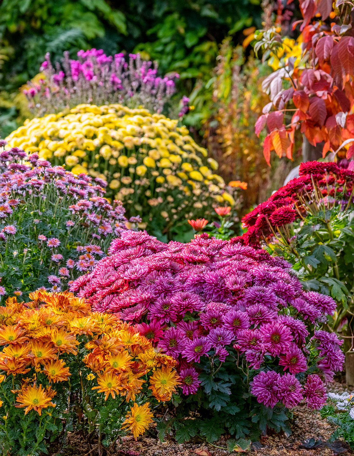 Hardy garden mums