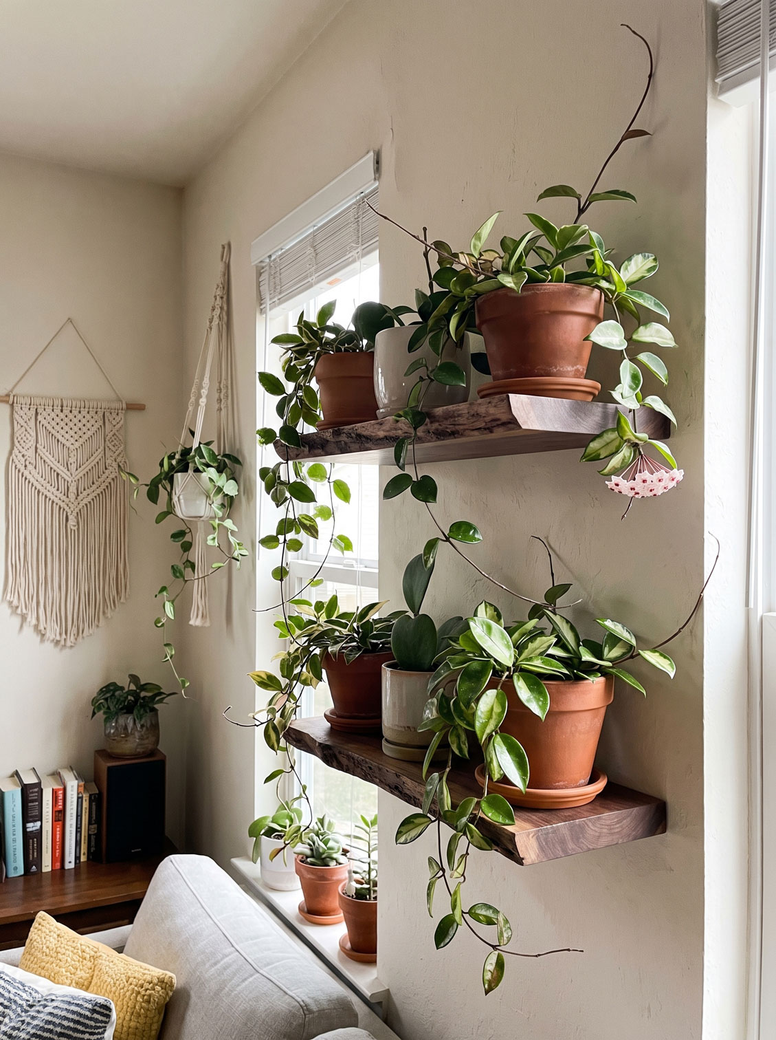 Hoya plants