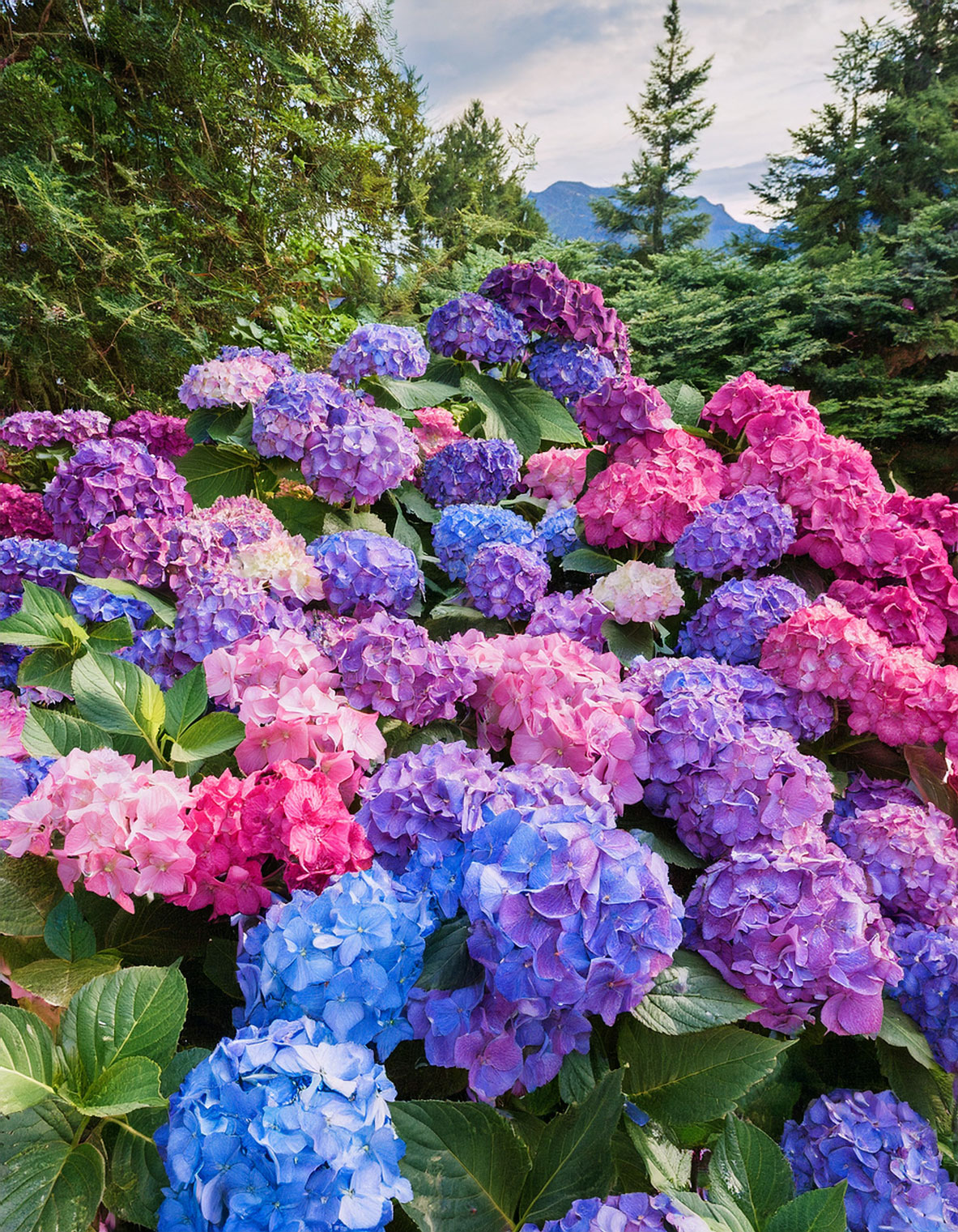 Hydrangeas