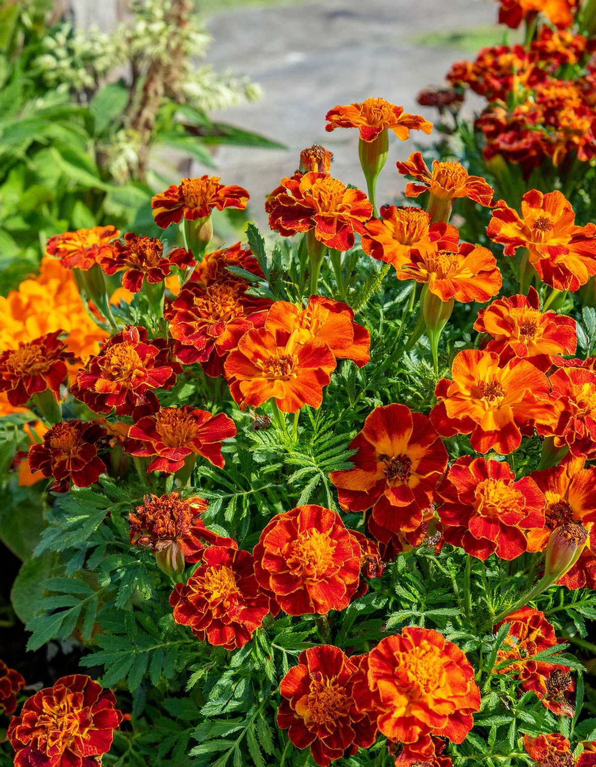 Marigolds