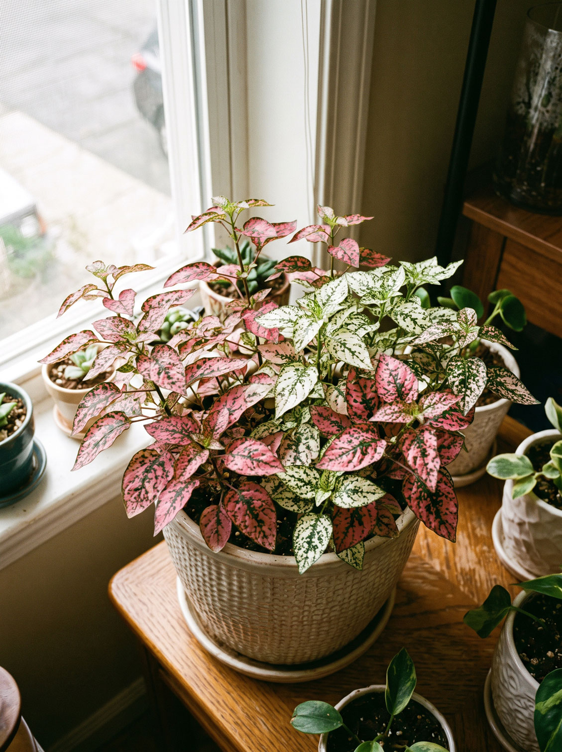 Polka Dot Plant