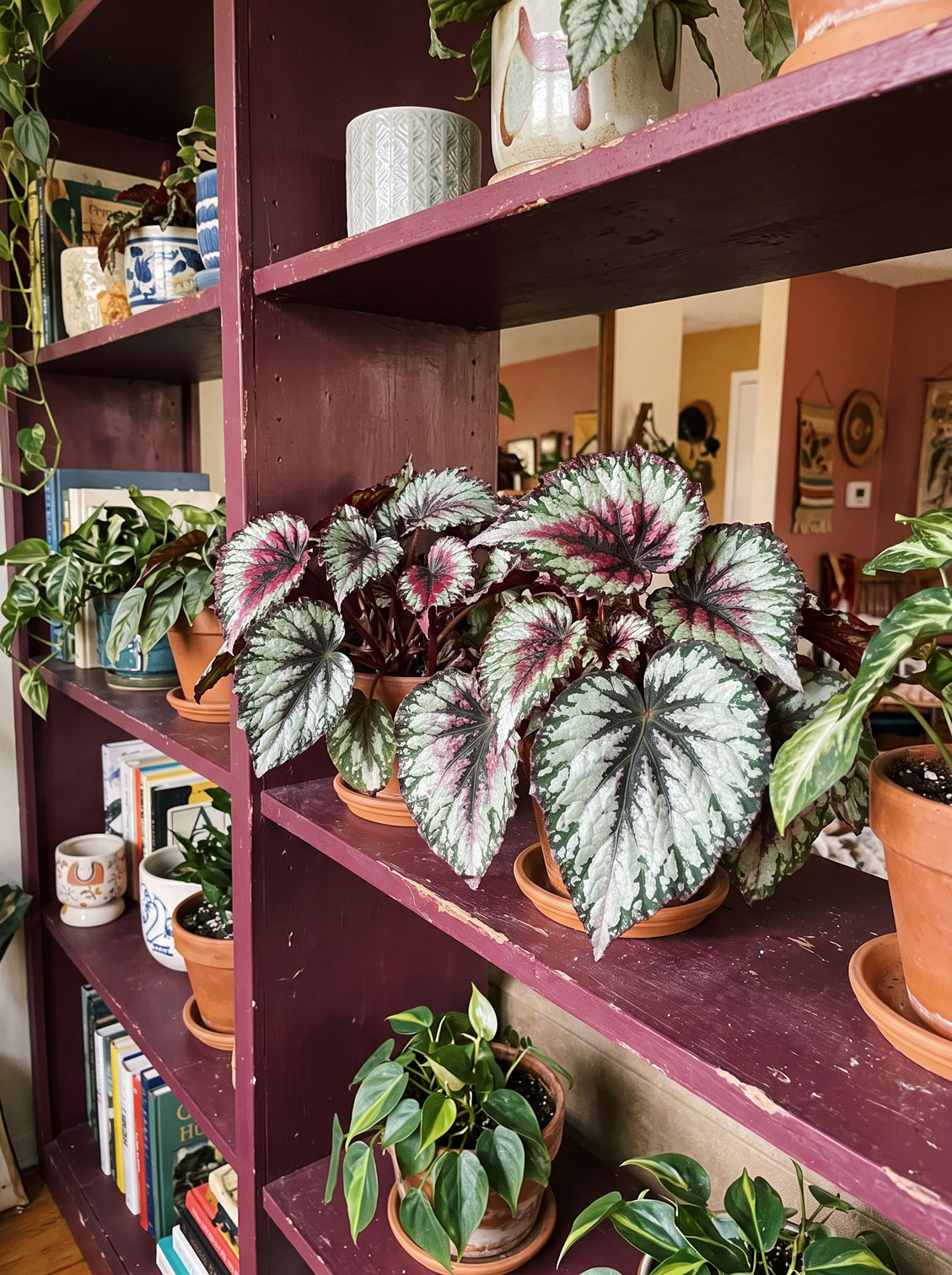 Rex Begonia