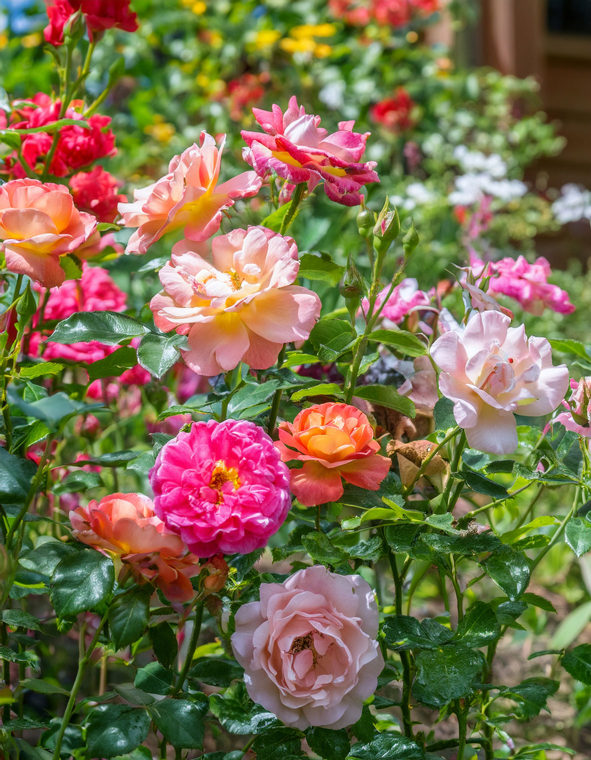 Roses