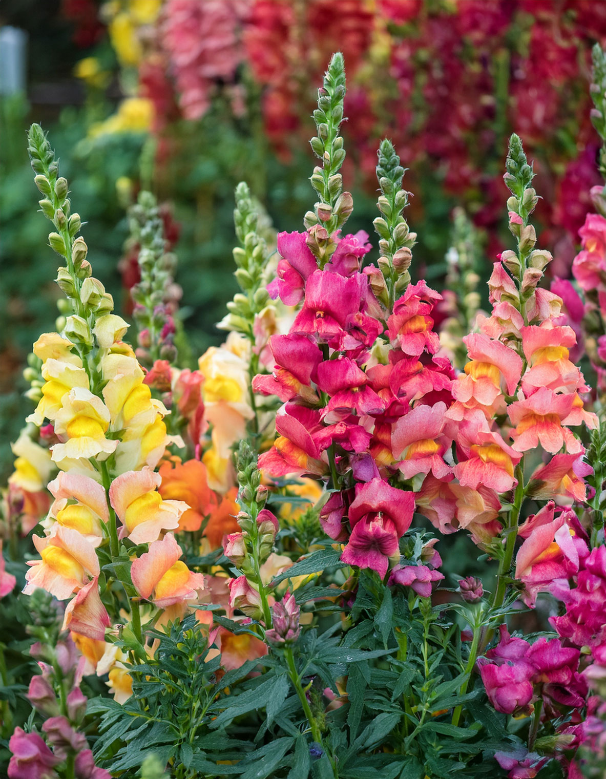 Snapdragons