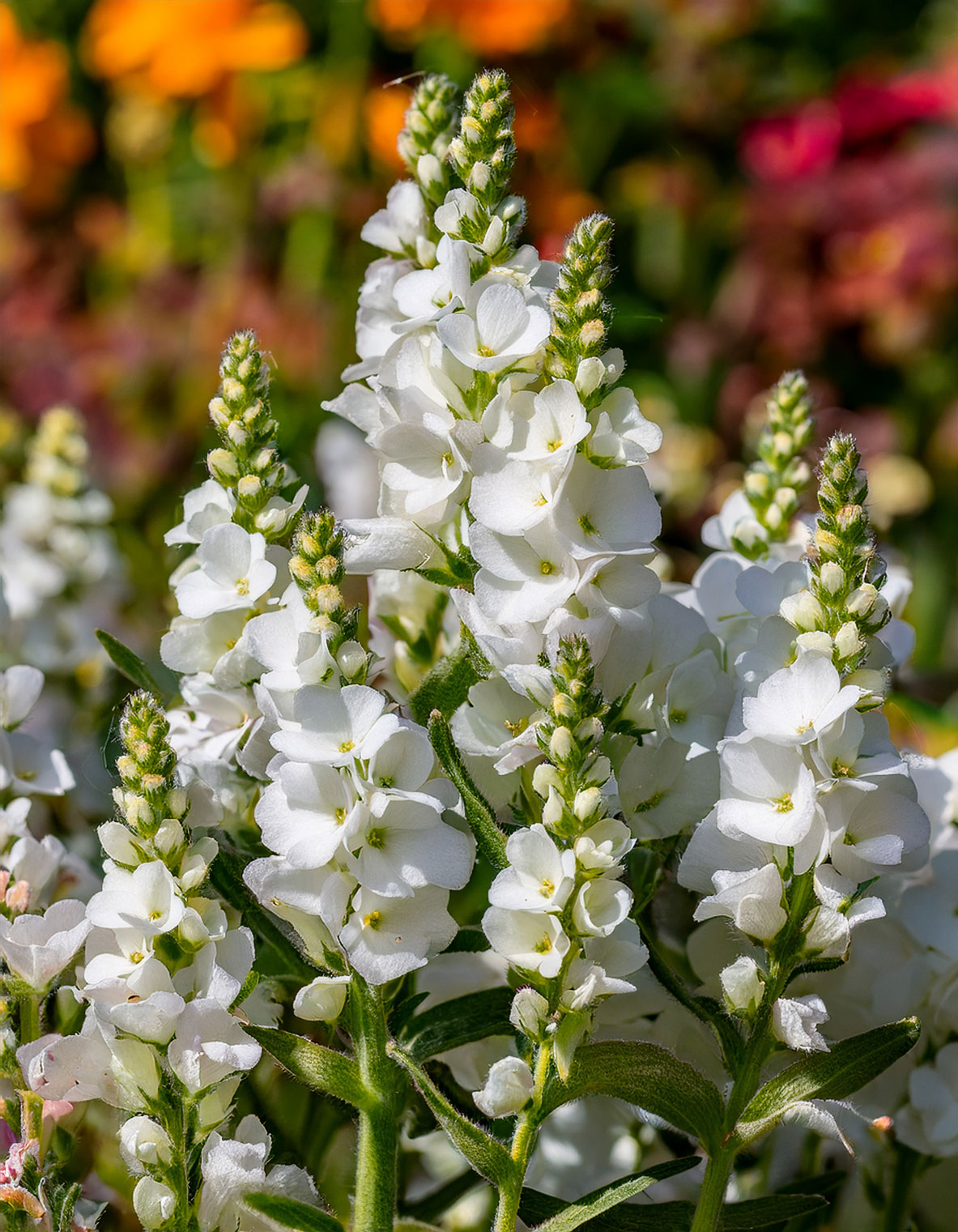 Stock Flowers