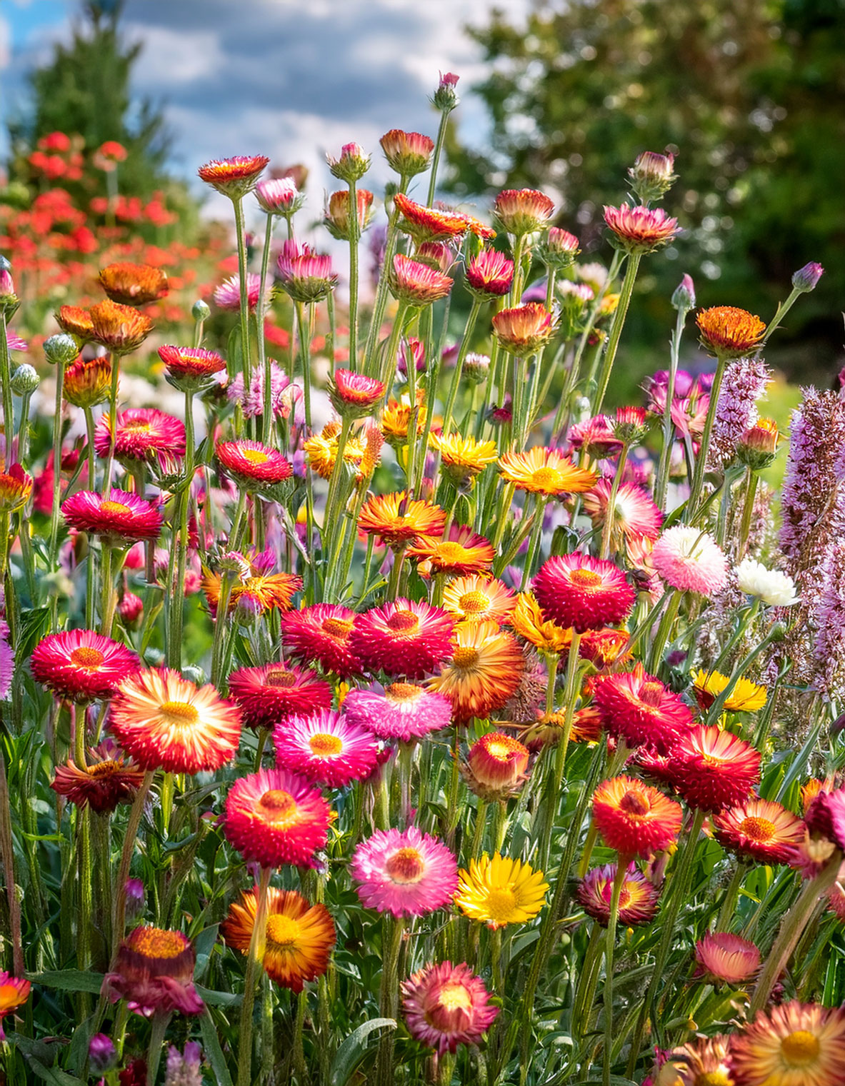 Strawflowers