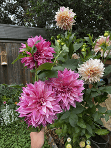 How to Propagate Dahlias: 3 Ways to Grow More of Your Favourite Flowers