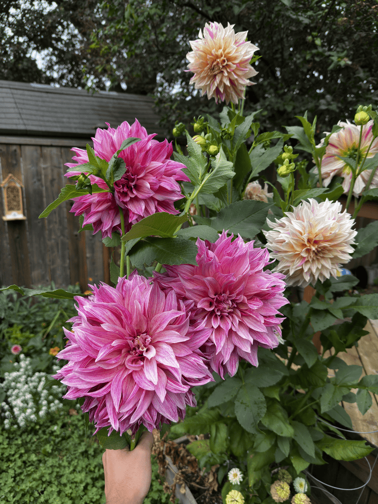How to Propagate Dahlias: 3 Ways to Grow More of Your Favourite Flowers