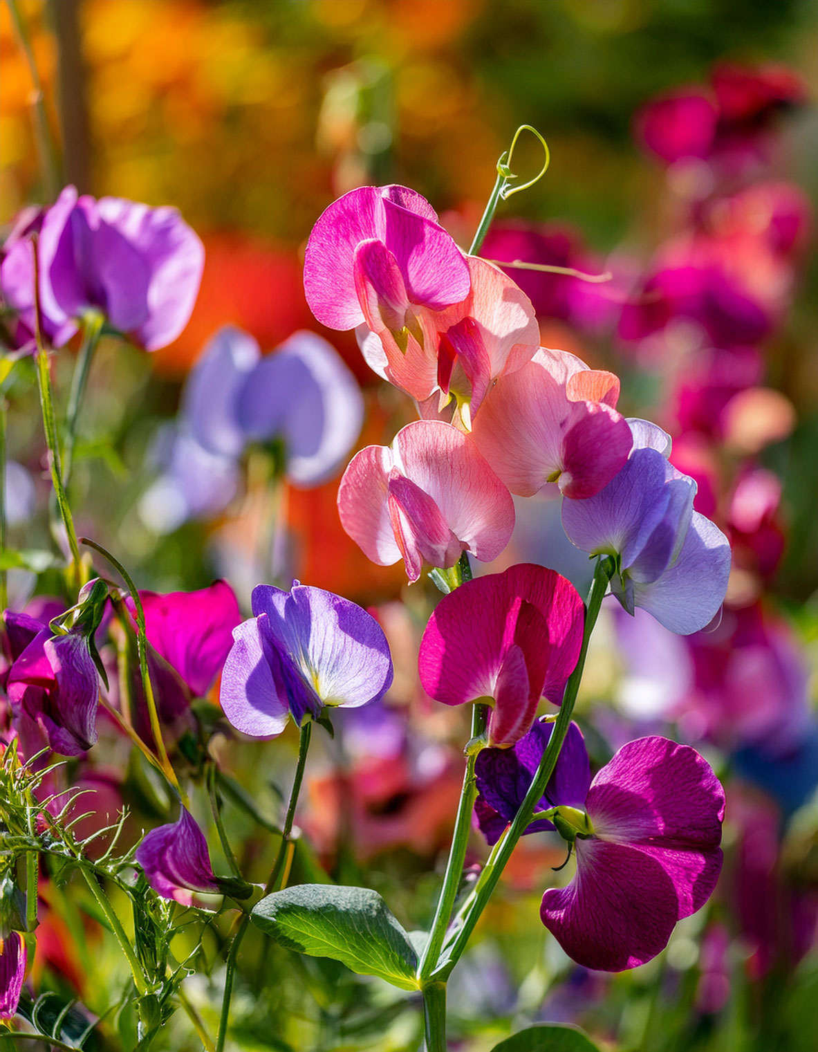 Sweet Pea flowers