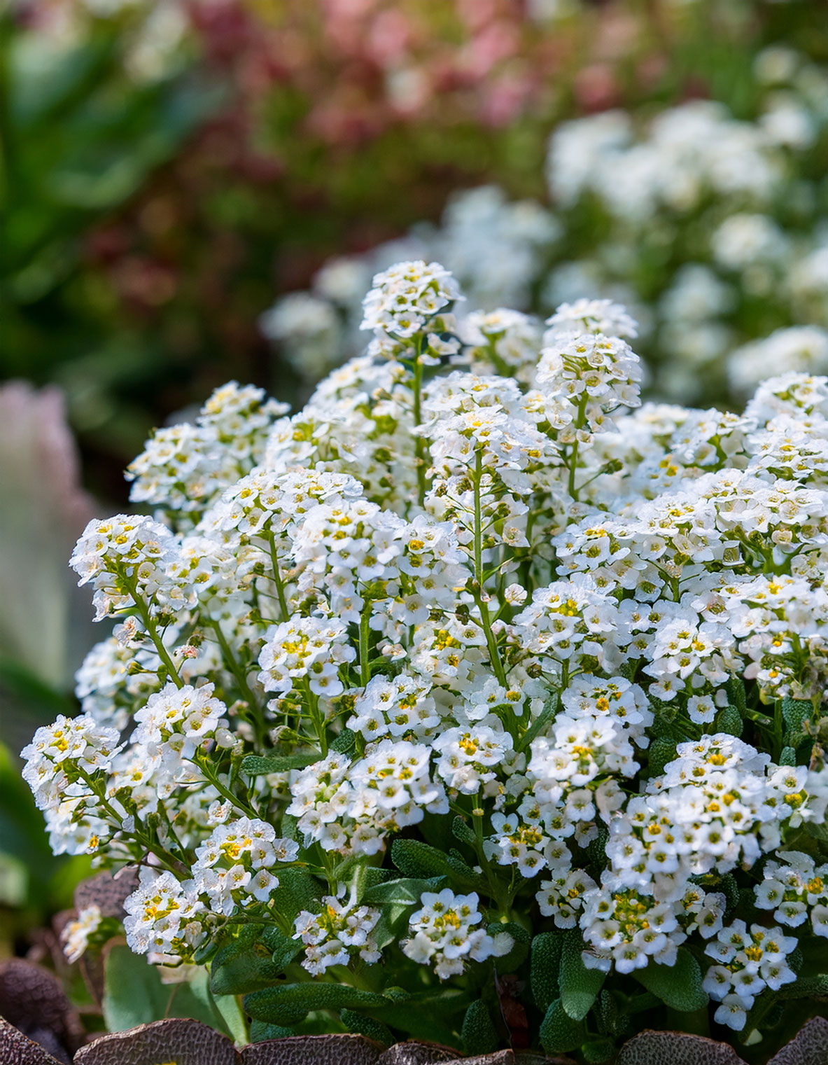 Sweet alyssum flowers