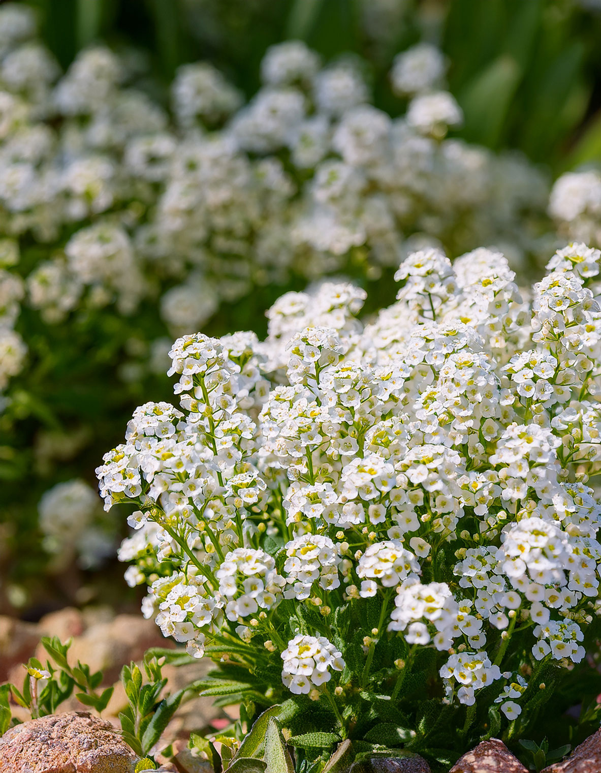 Sweet alyssum