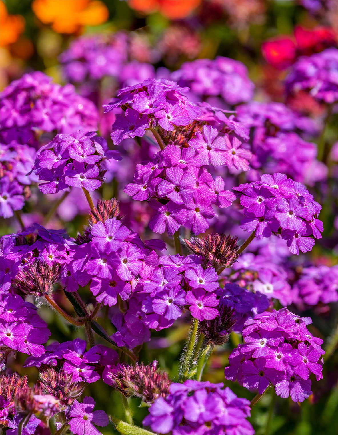 Verbena flowers