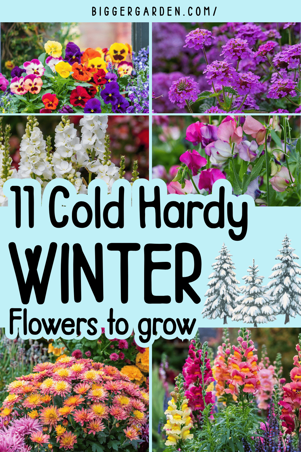 Winter flowers