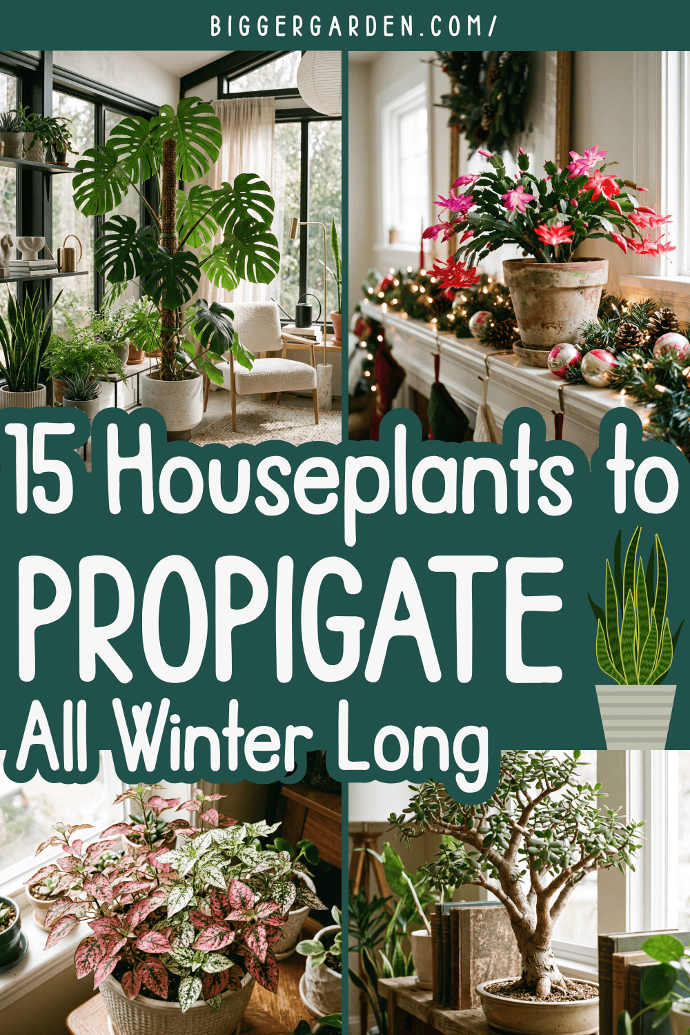 Winter houseplants to propigate