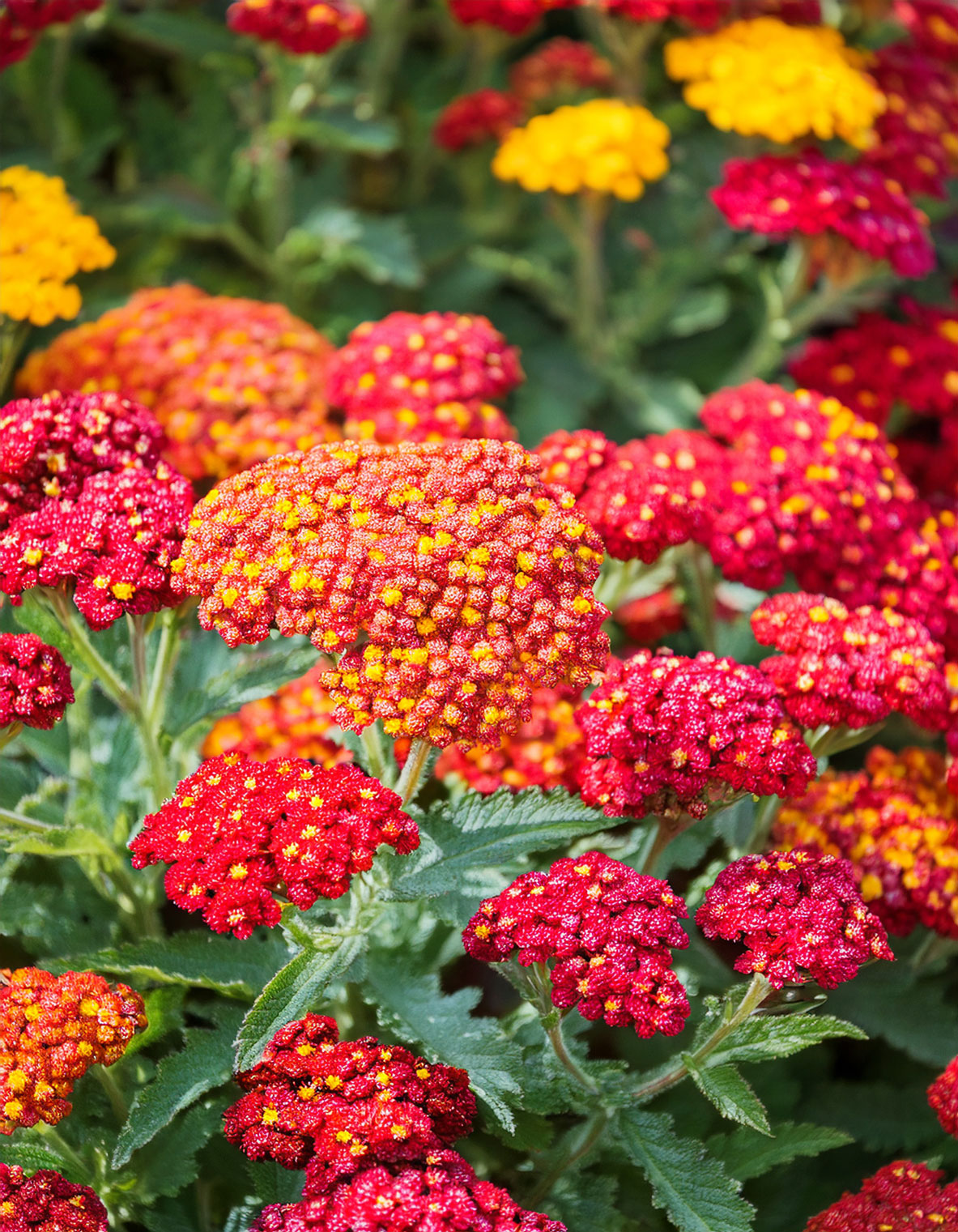 Yarrow