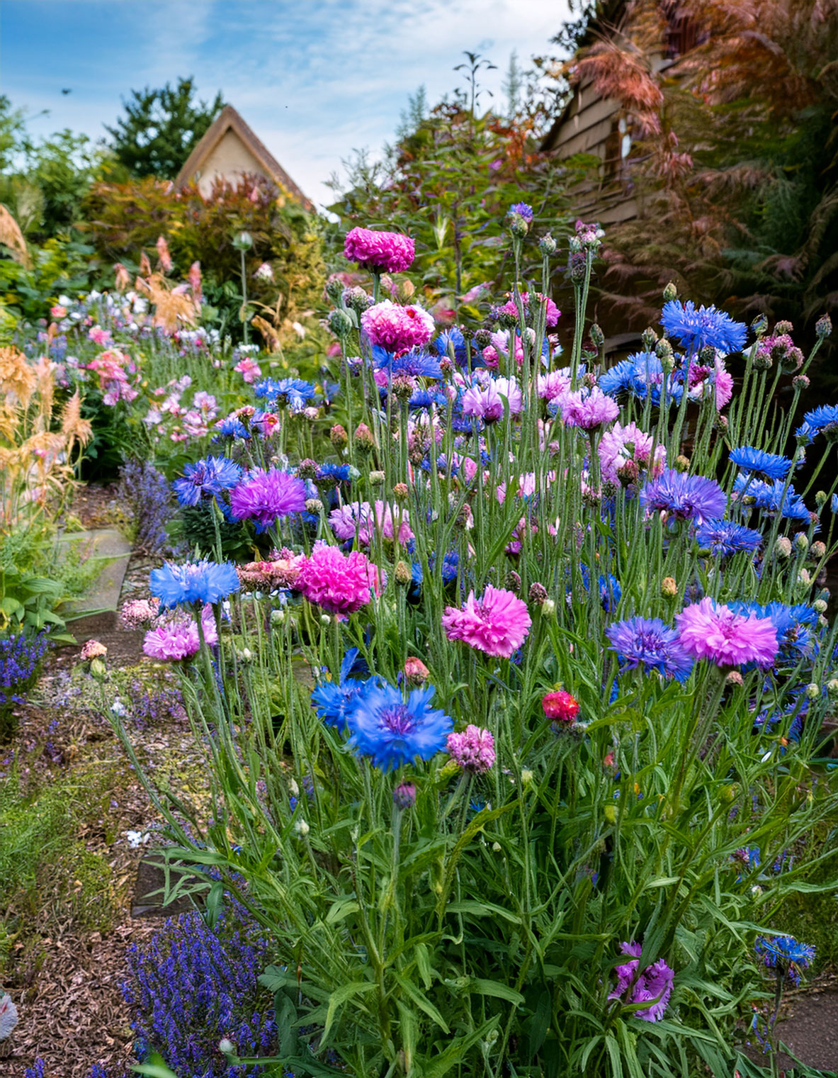 cornflowers
