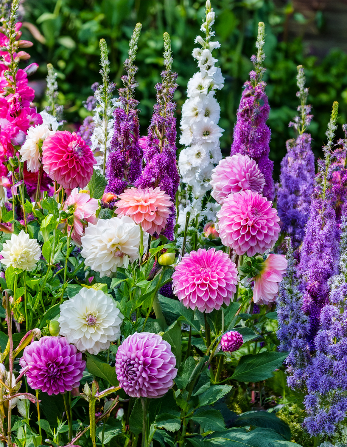 dahlias growing with purple lisianthus flower