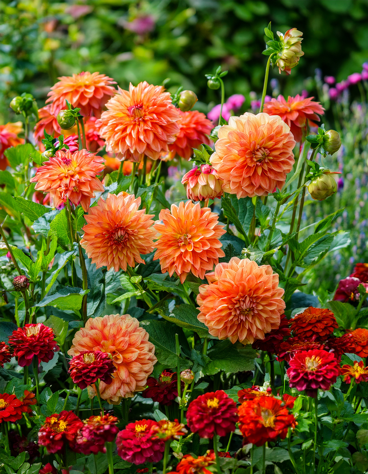 dahlias growing with red Zinnias