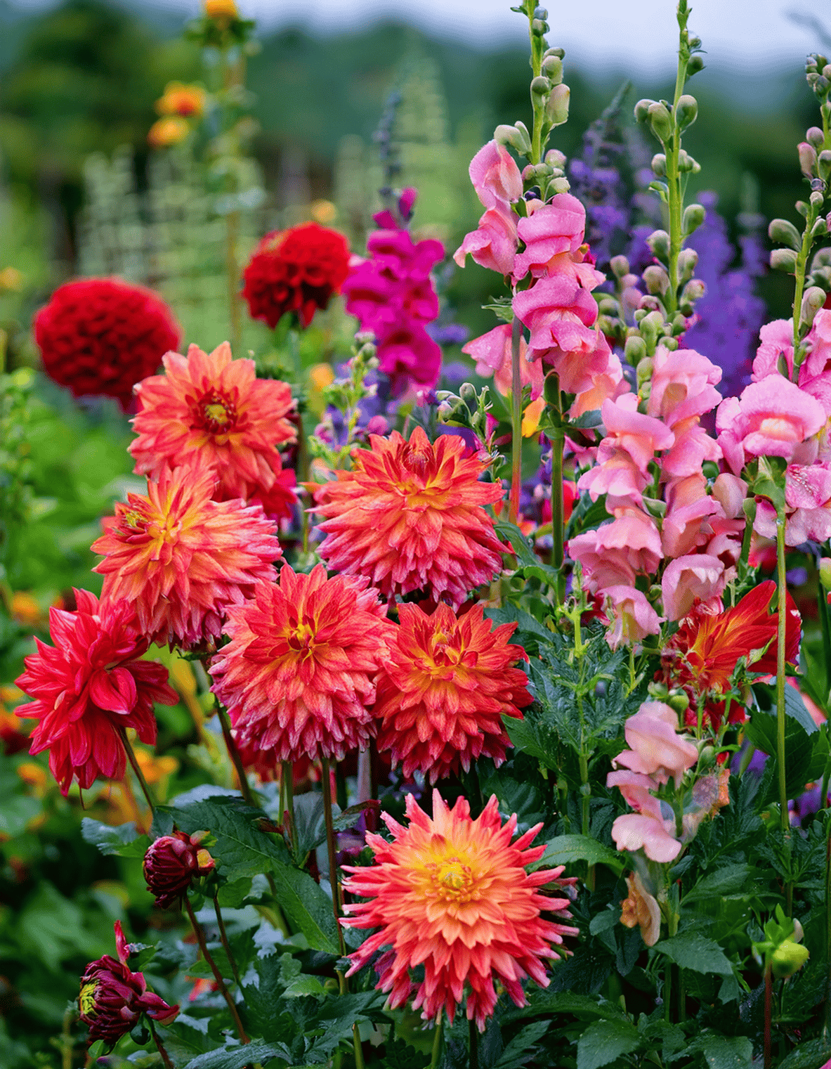 dahlias growing with snapdragons