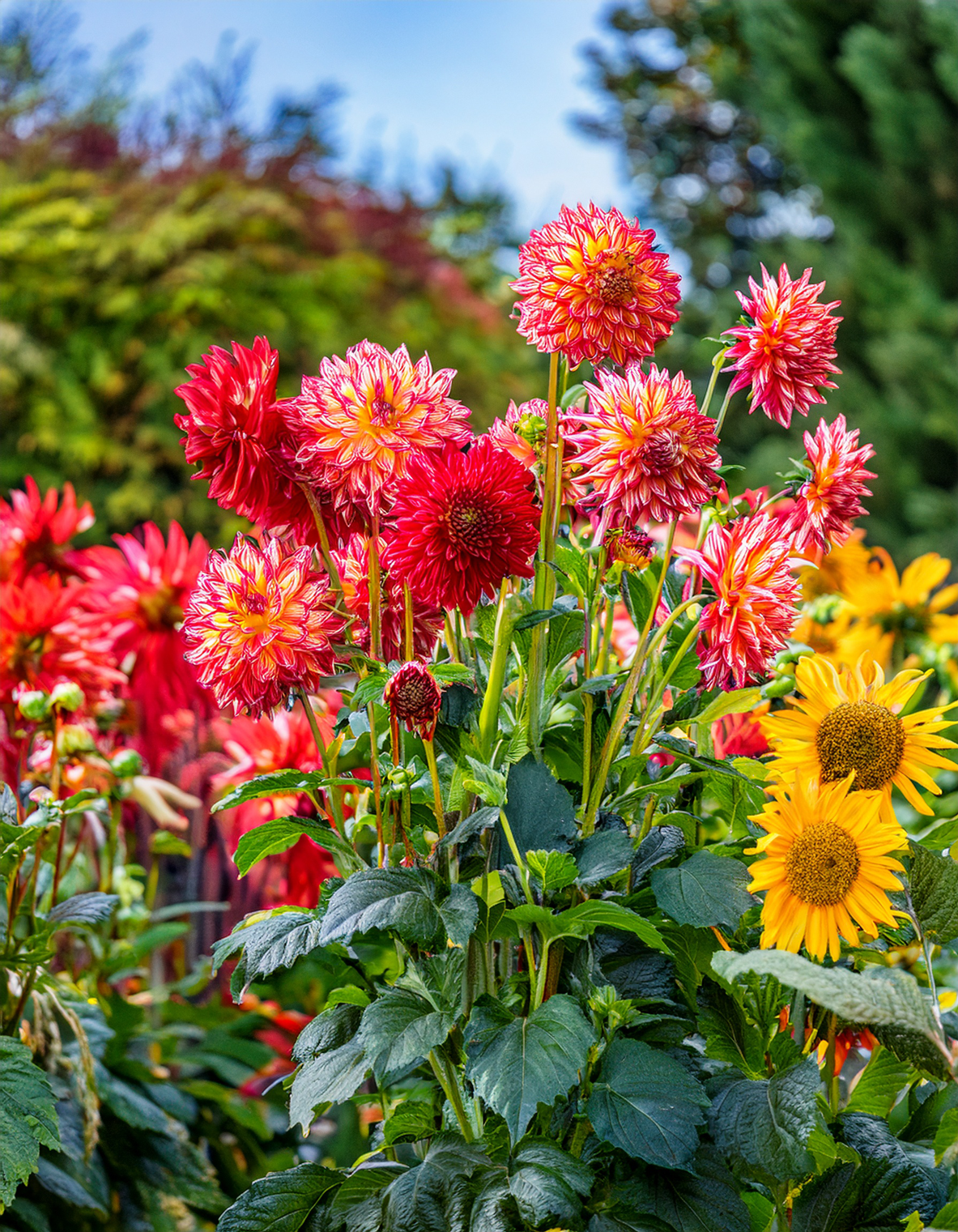 dahlias growing with sunflowers