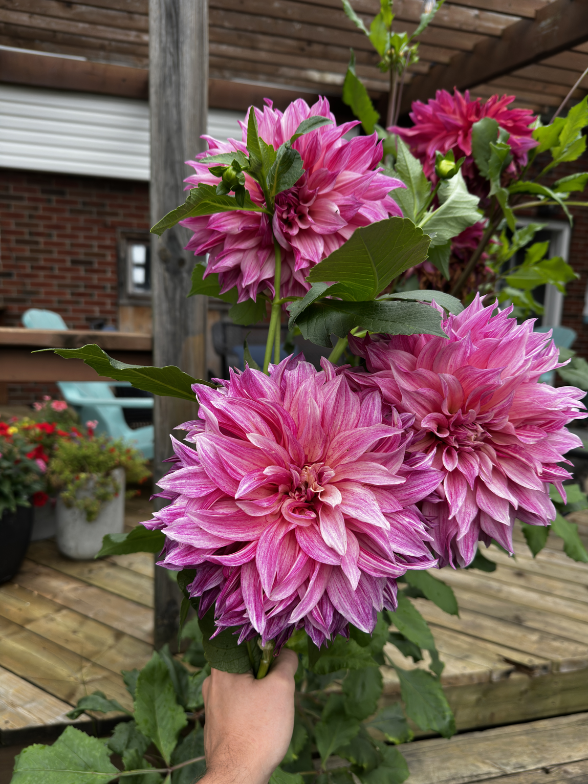 dhalias after a storm