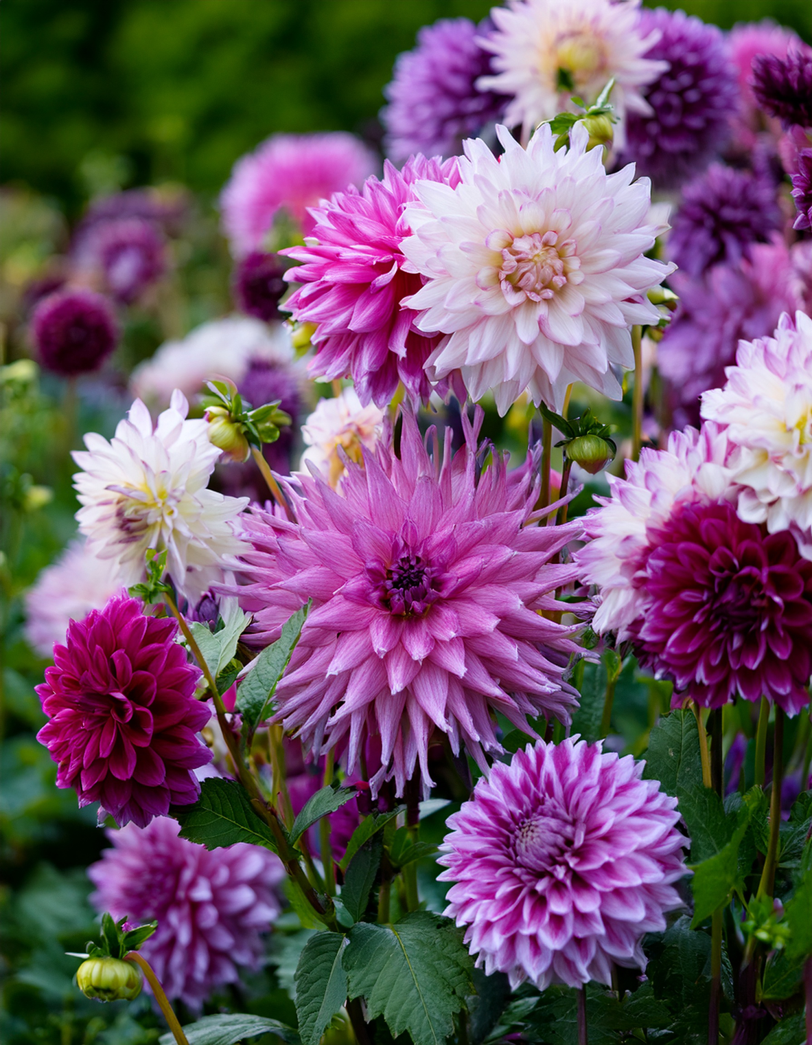 purple and white dahlias