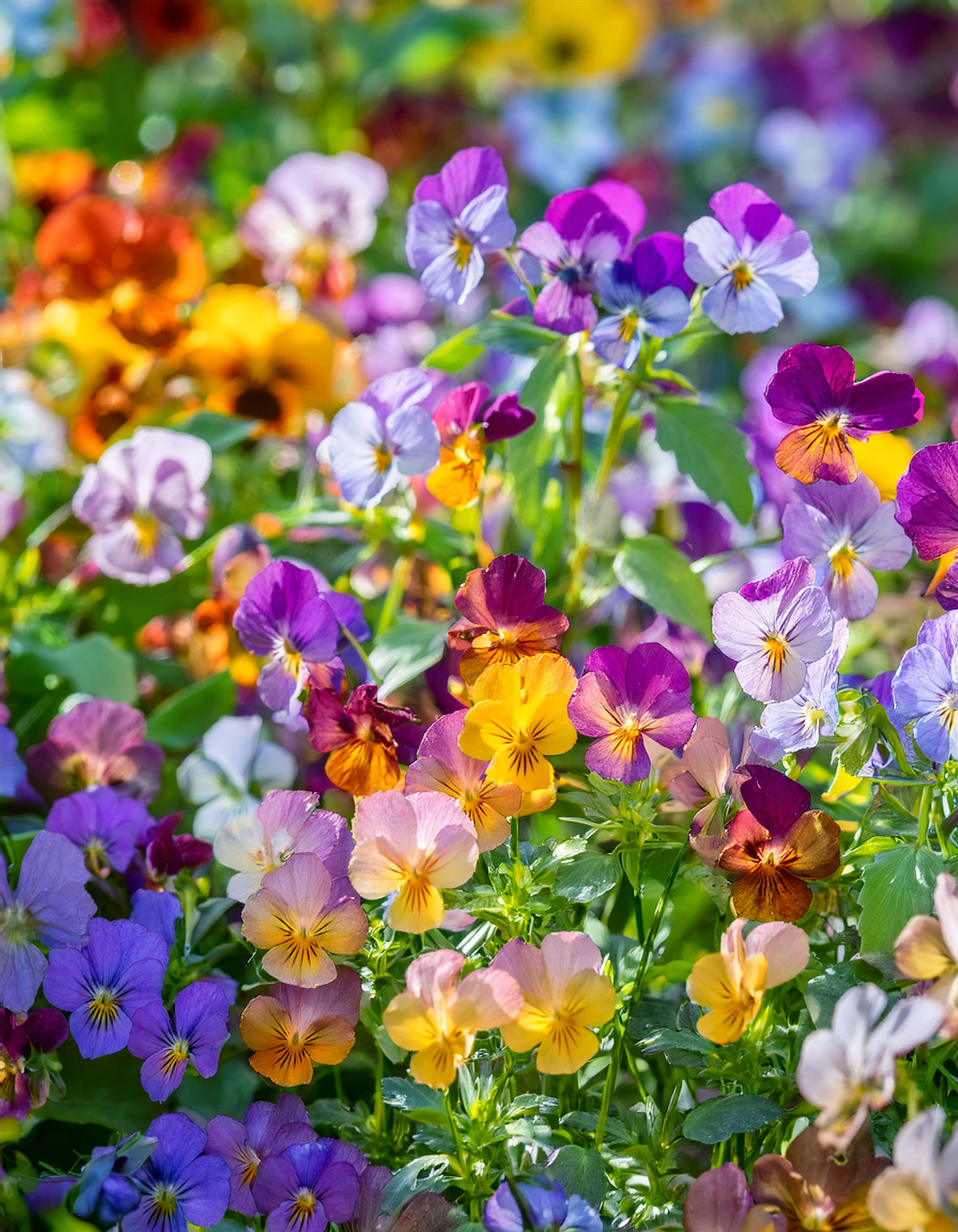 violas
